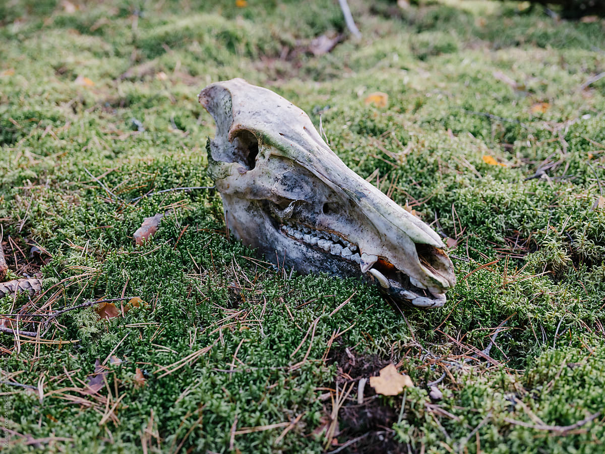 Skull in the woods