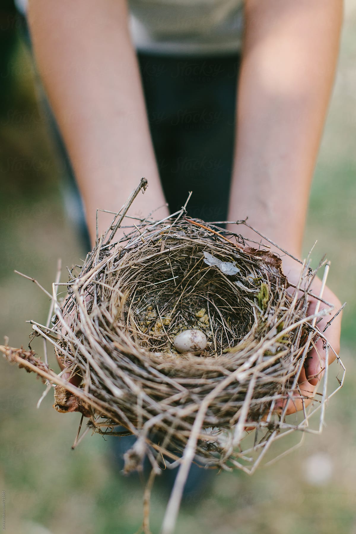 Boy hands holding a small bird\'s nest with egg inside