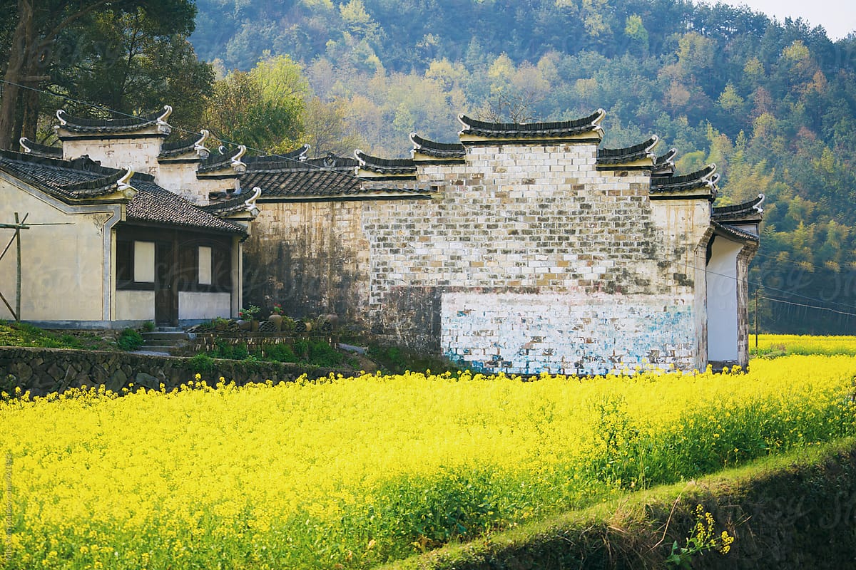 Chinese traditional building in front of the canola flower,Zhejiang,China