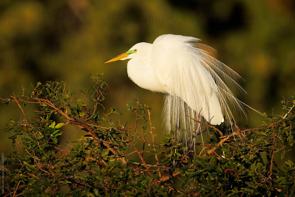 Great Egret with Breeding Plumage