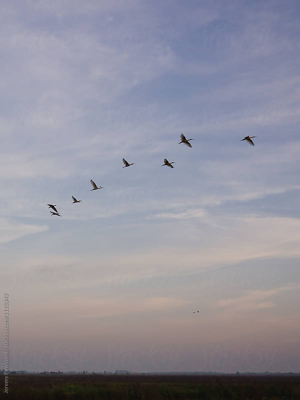 Flock of birds flying at sunset in Louisiana