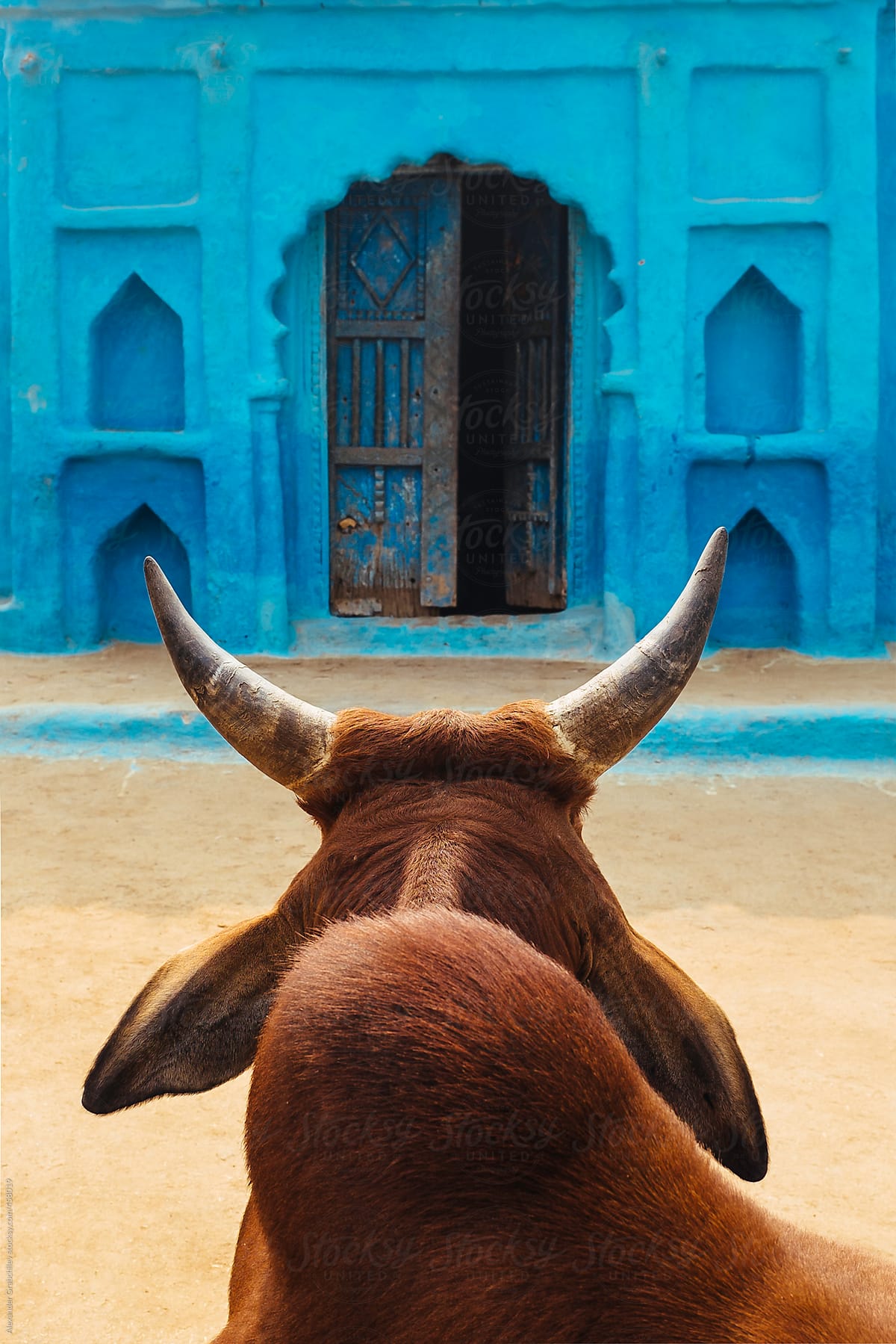 Indian Cow Against Village Traditional House