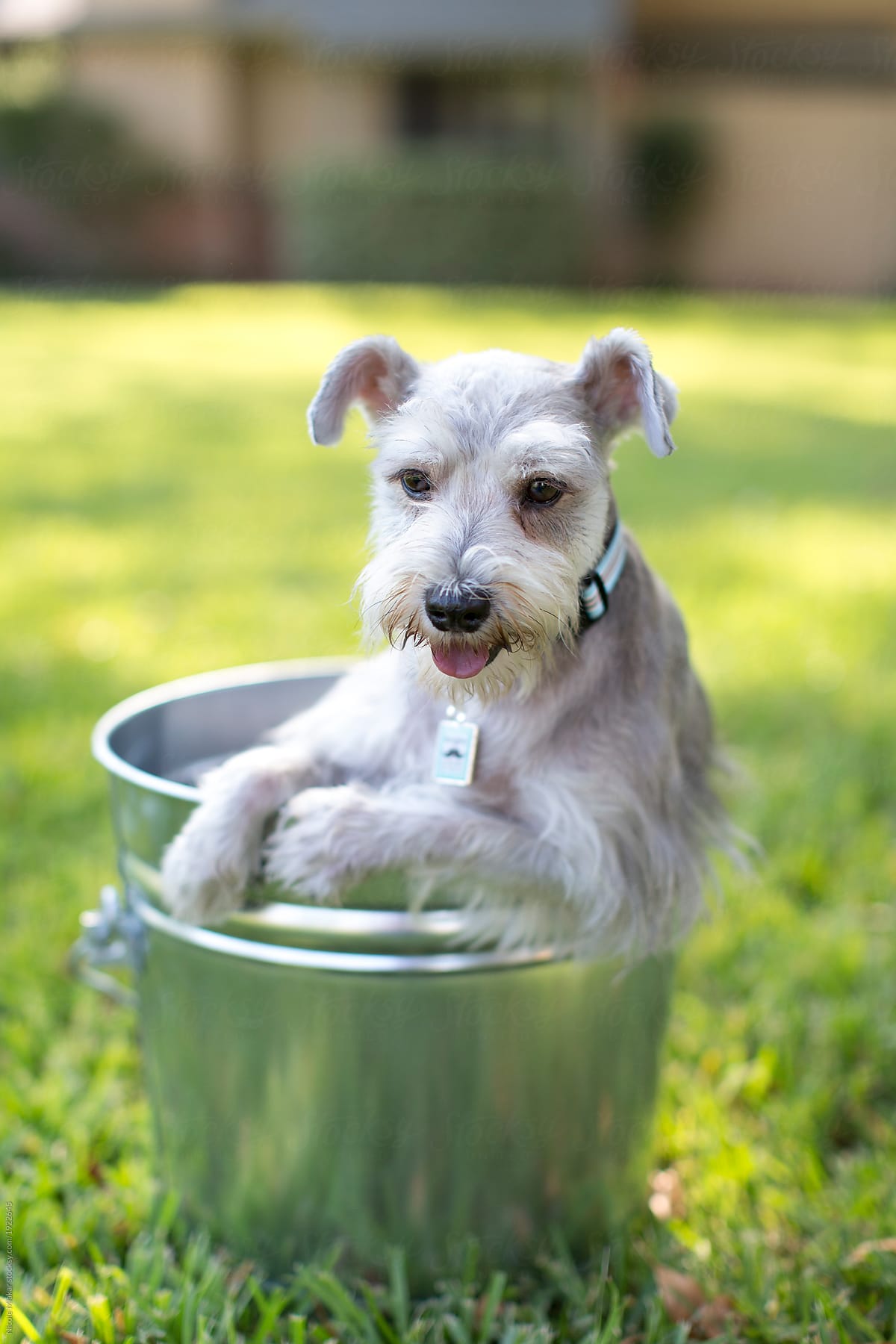 Portrait of small Schnauzer dog in a metal bucket