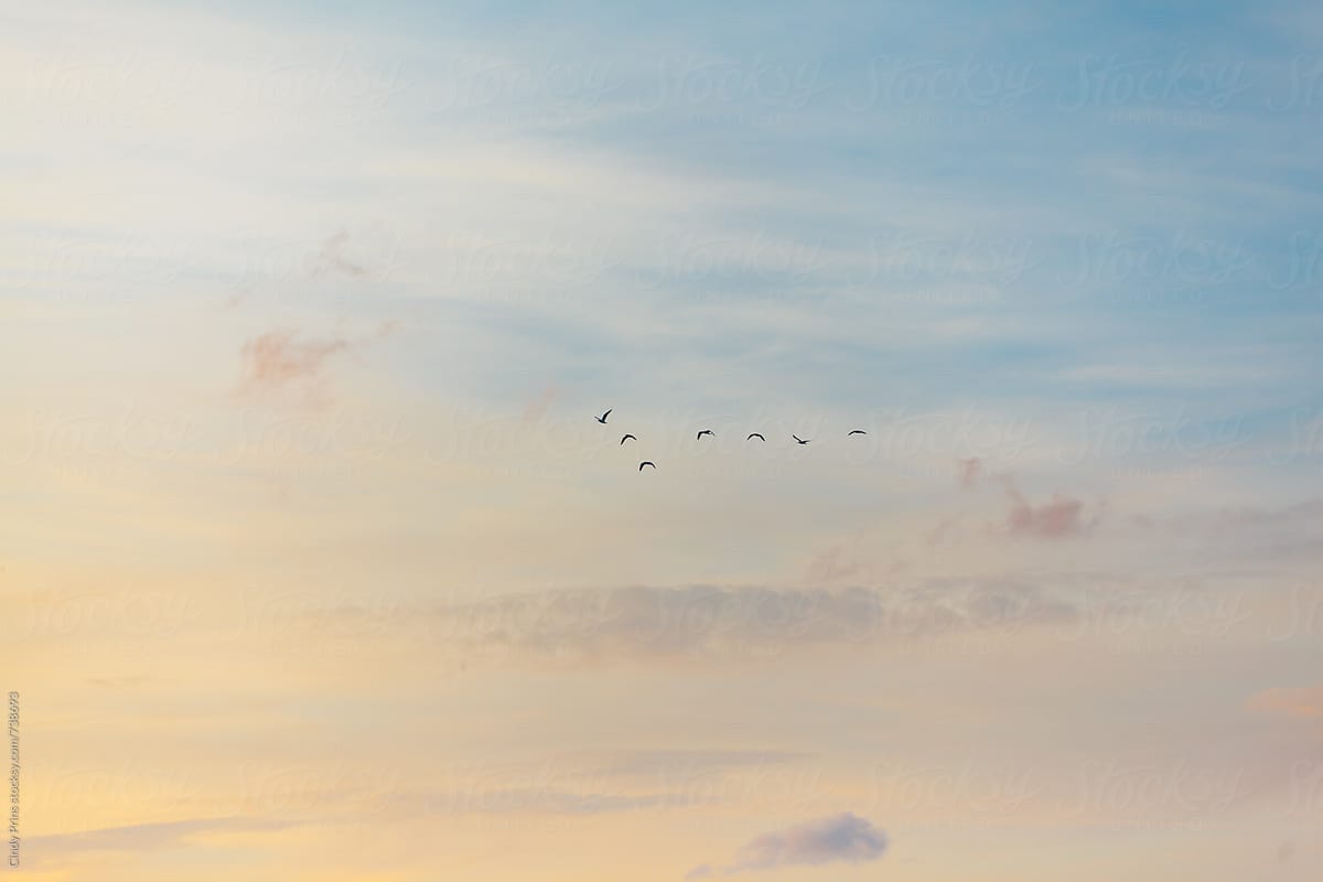 A flock of birds flying in the sky at sunset