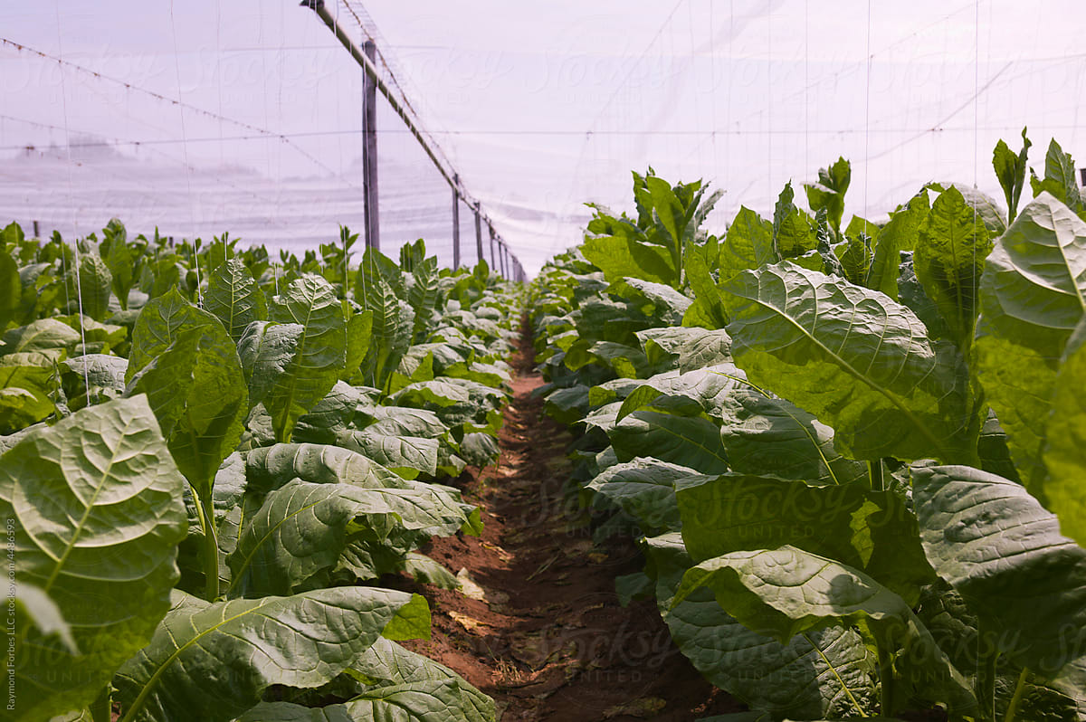 Connecticut Tobacco Grown for Wrappers on cigars