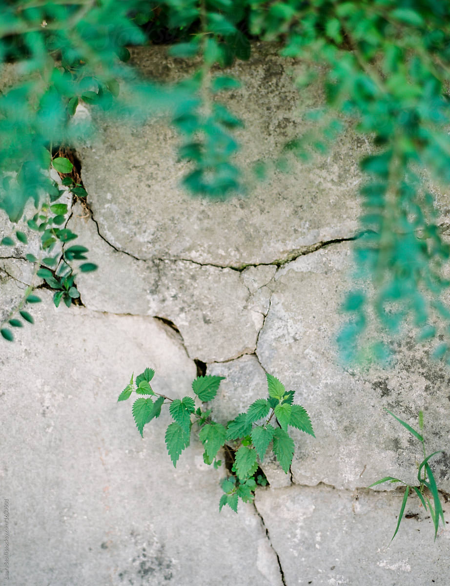 Strong plant growing inside cracks on old concrete wall