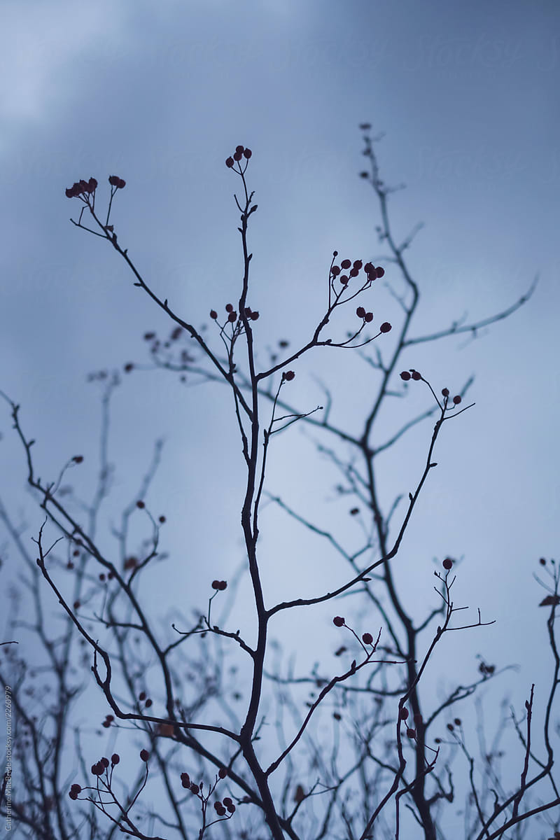Winter Branches...