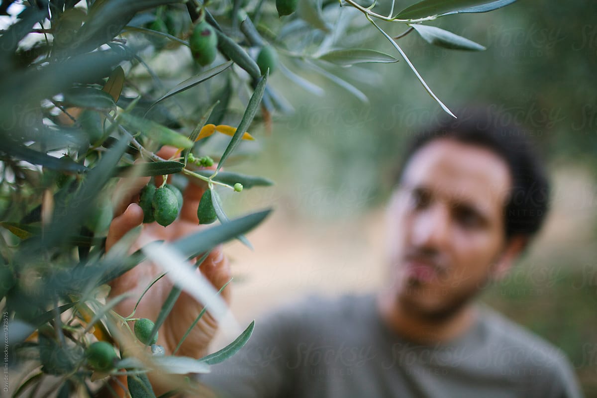 Young farmer working in the olive grove