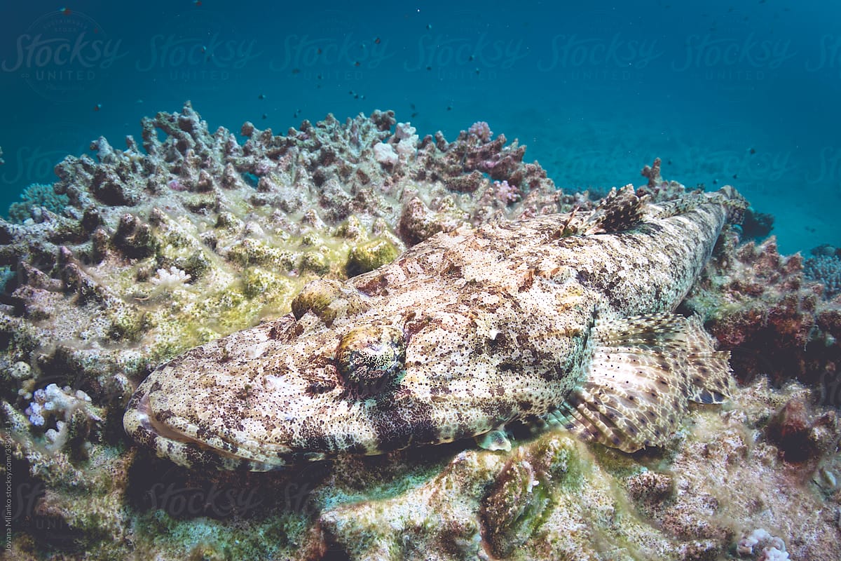 Crocodile fish resting on top of a dead acropora coral