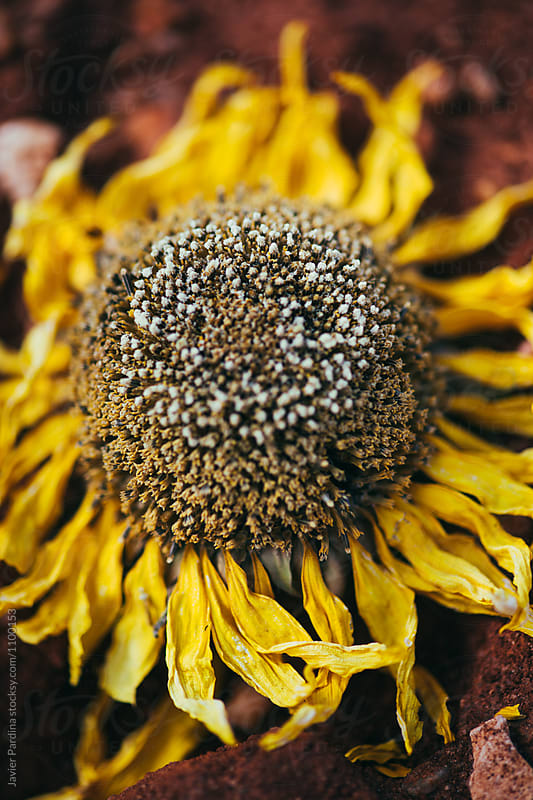 Details of sunflowers