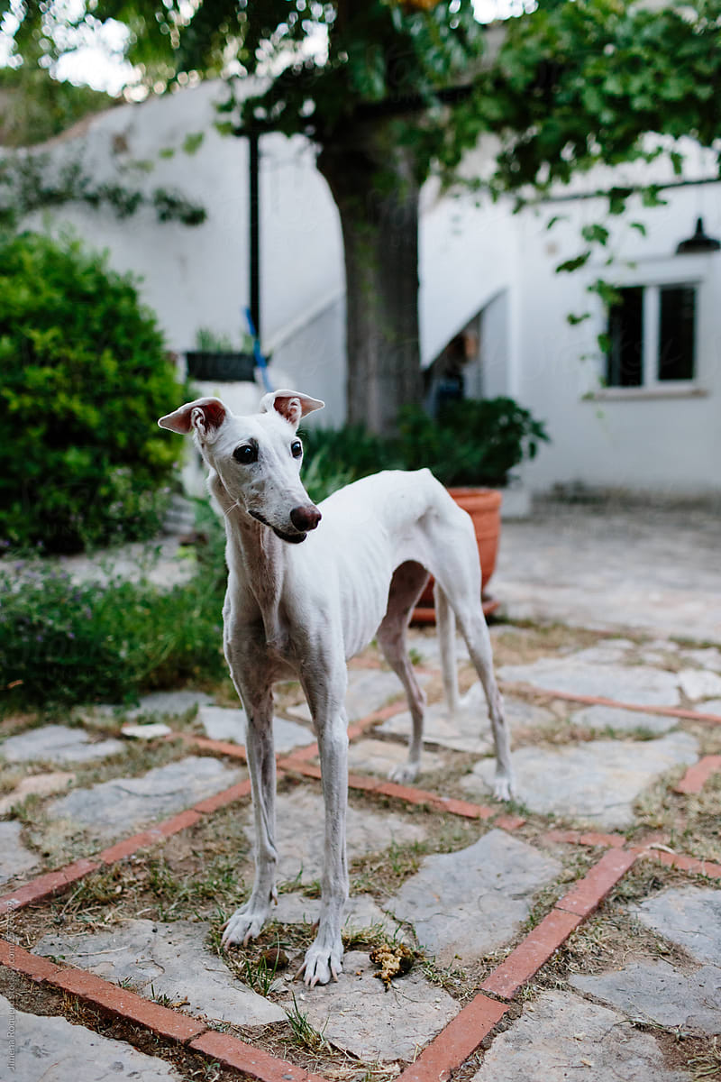 Greyhound in a patio