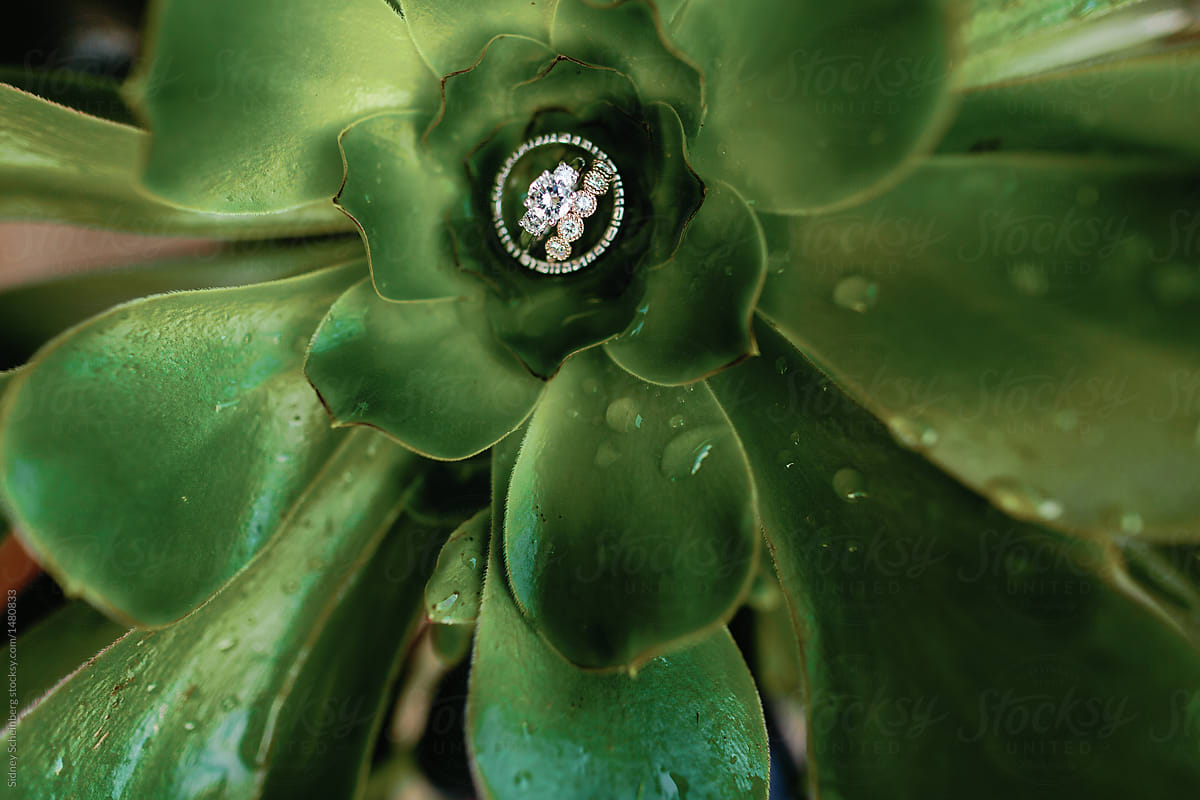 Diamond Ring in a Succulent