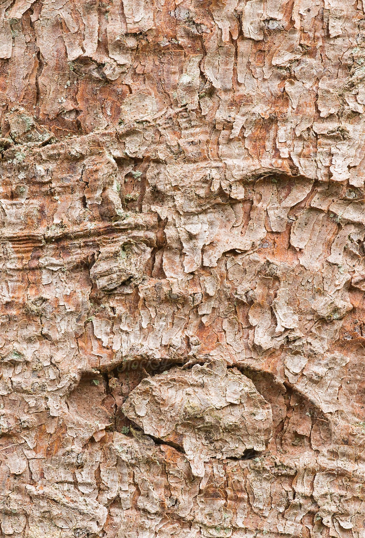Weeping Norway Spruce bark, closeup