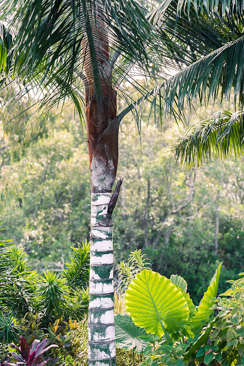 tropical garden palm tree