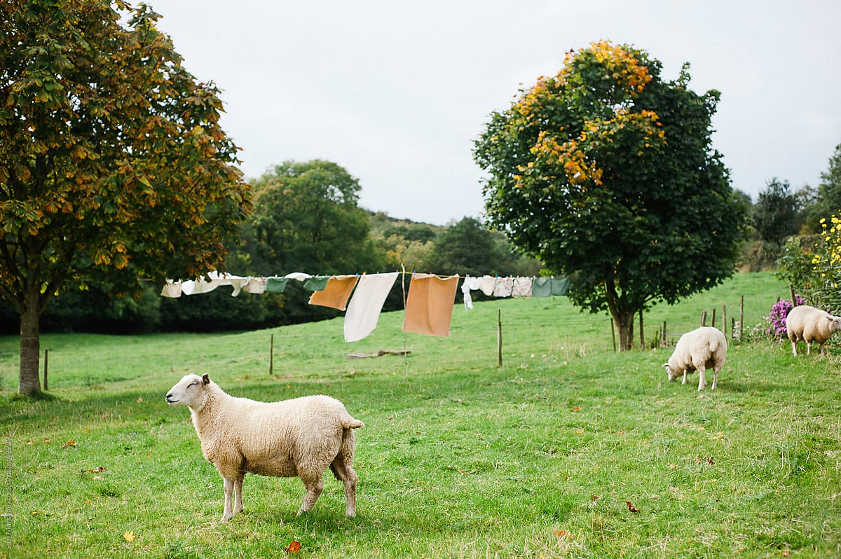 Sheep in a country garden with washing on a clothesline