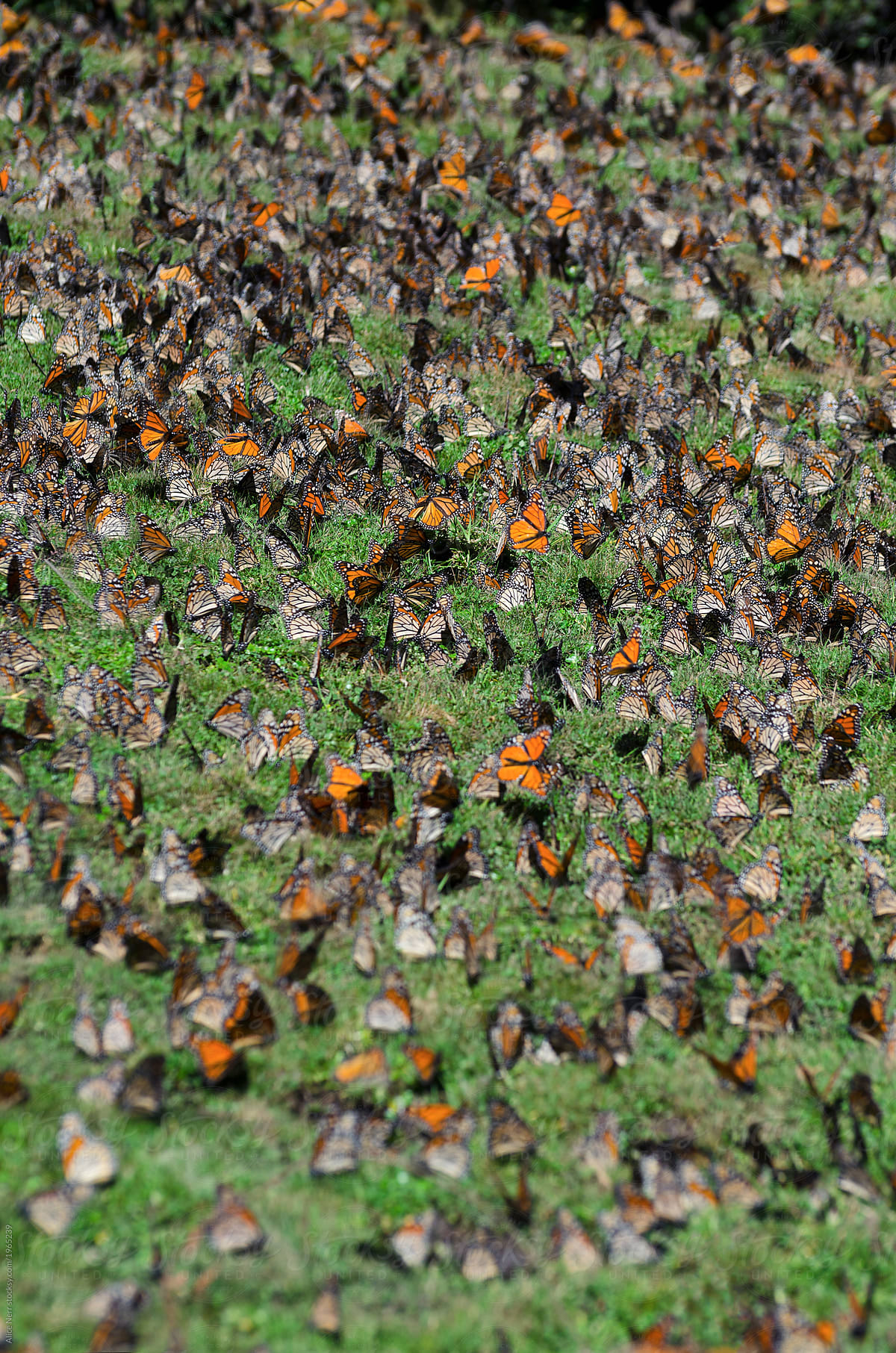 Numerous monarch butterflies drinking water