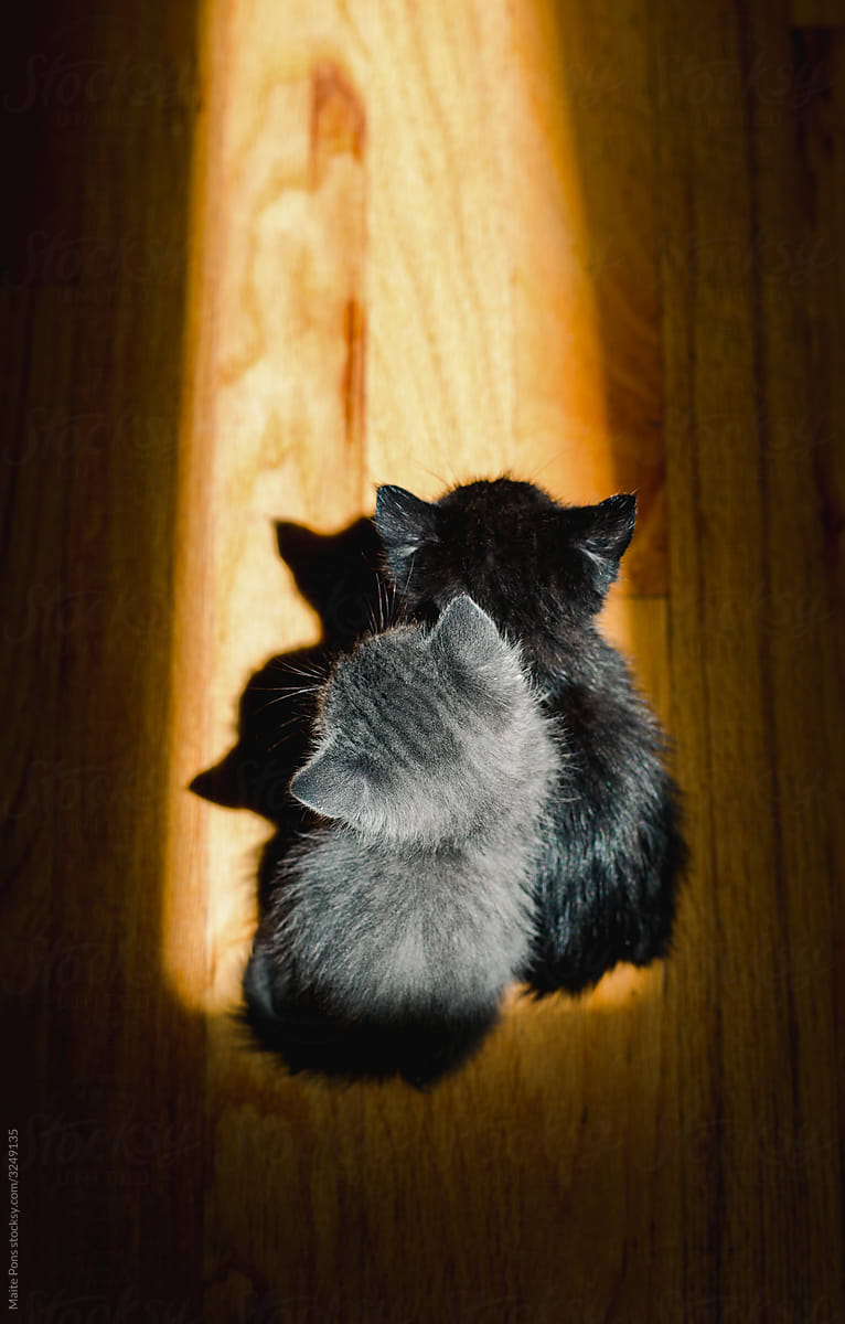Two Kittens in the Sun