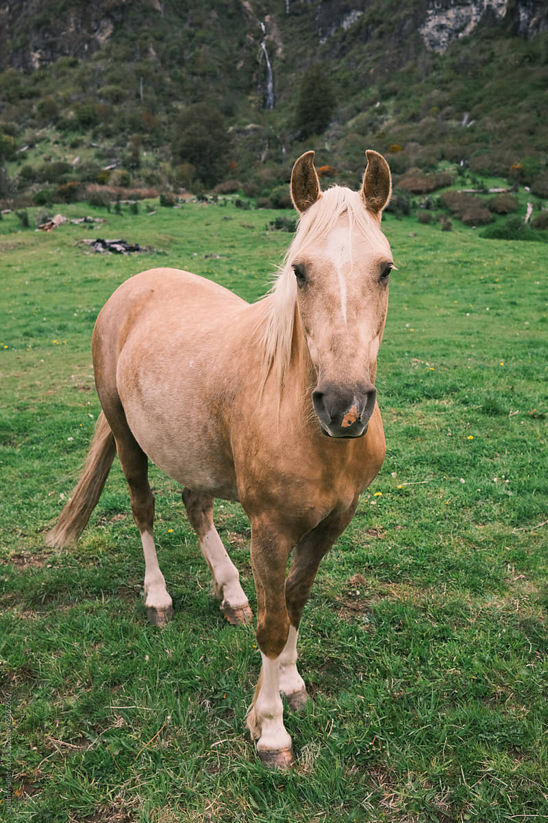 Tan colored horse on a ranch