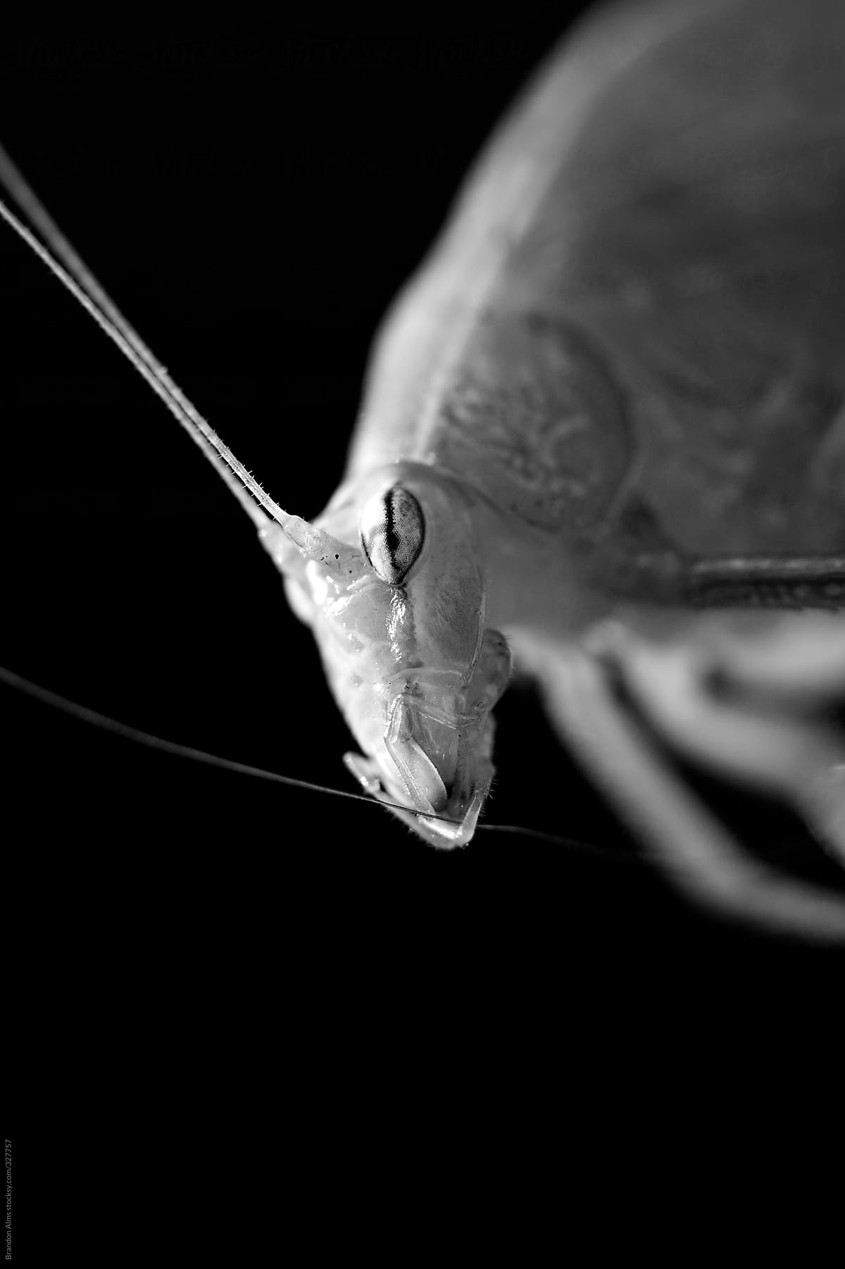 Macro of a Katydid Insect Cleaning Antennae