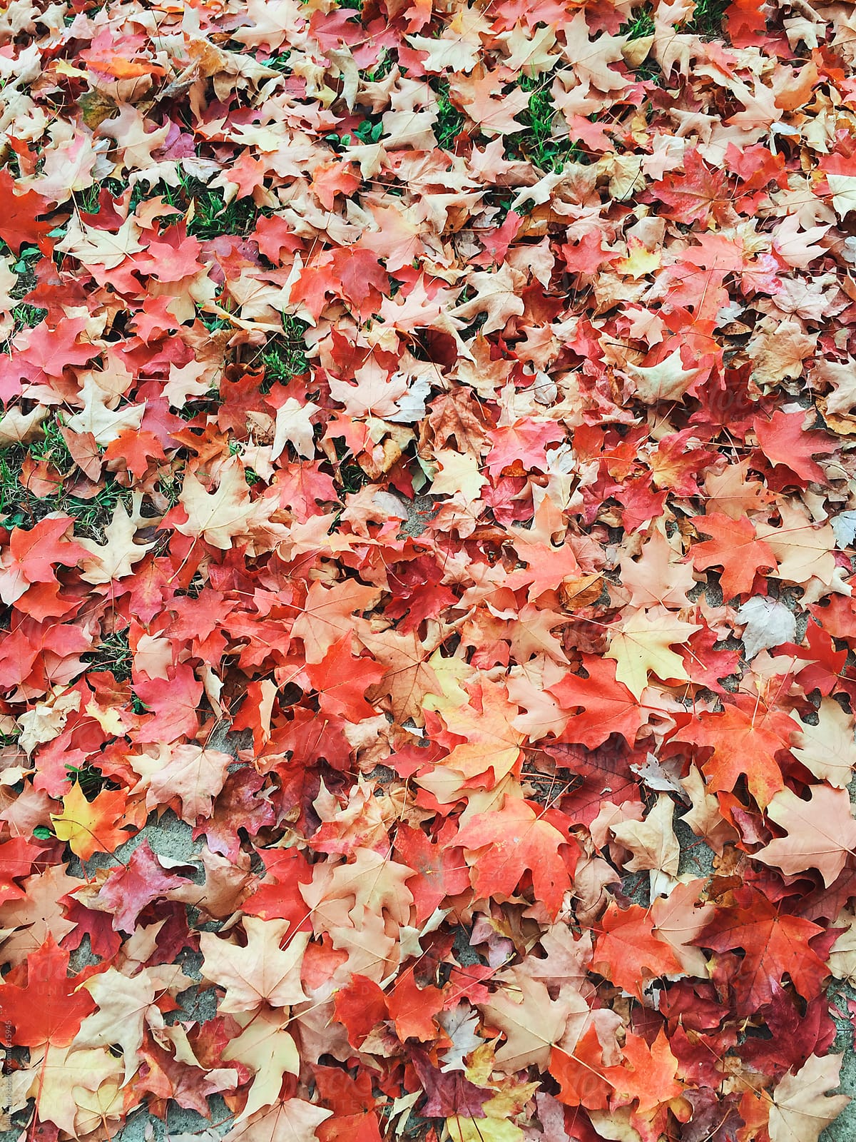 Colorful autumn leaves scattered on the ground