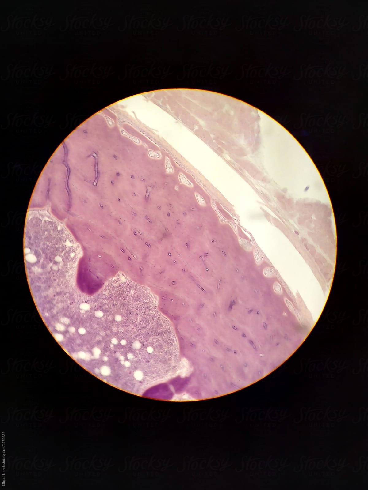 Microscope photography of different organic tissues made with a phone camera