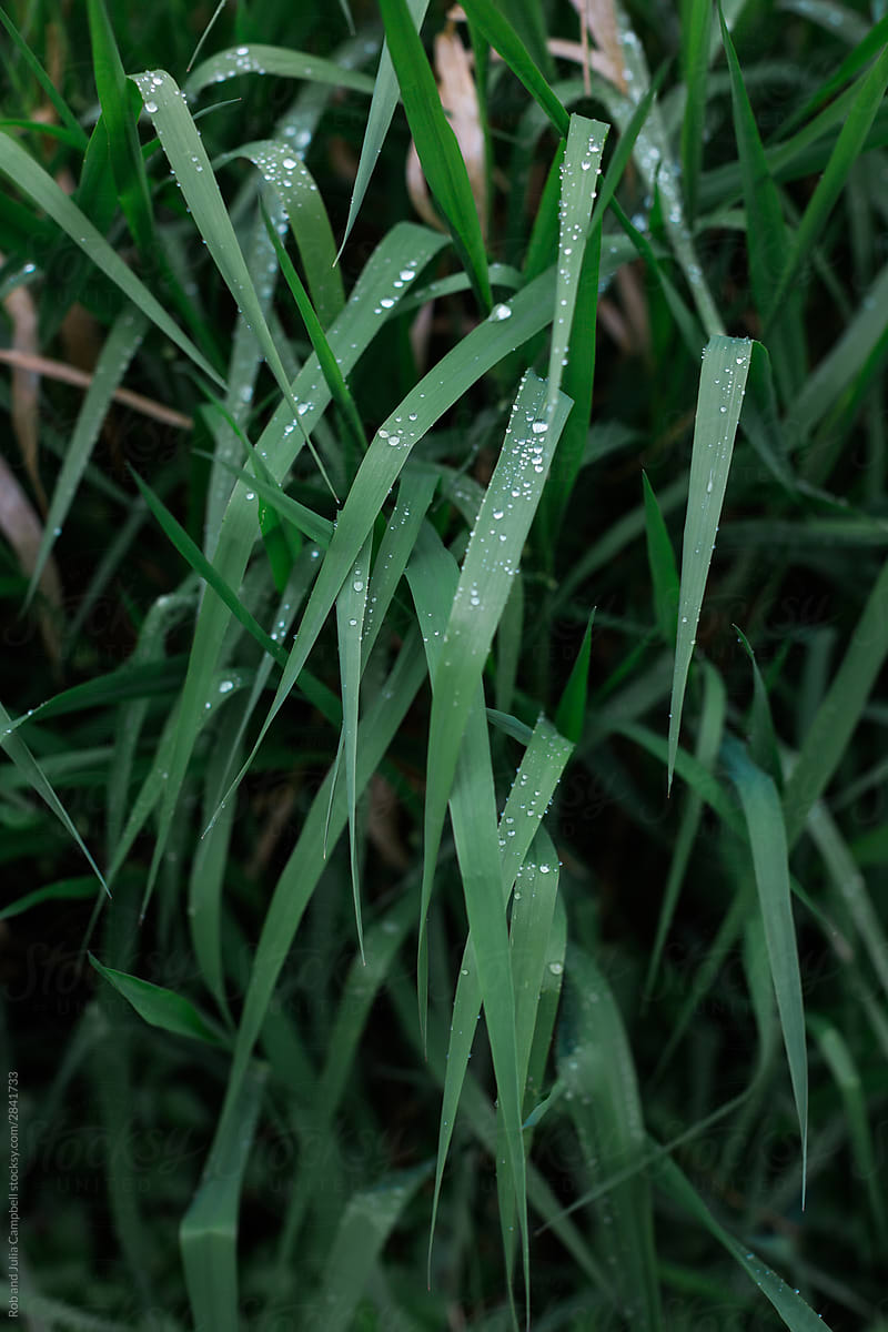 Wet long grass after rain