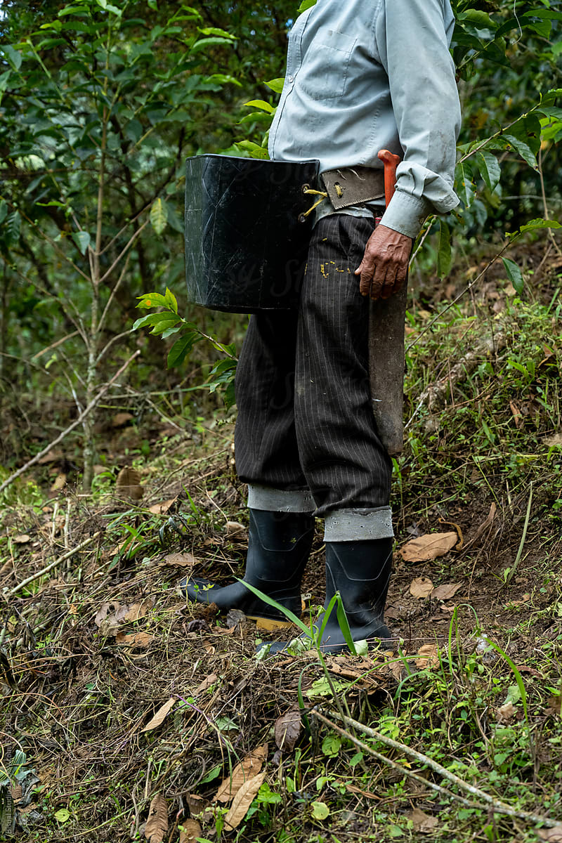 Local Farmer Working In Coffee Plantation In Colombia