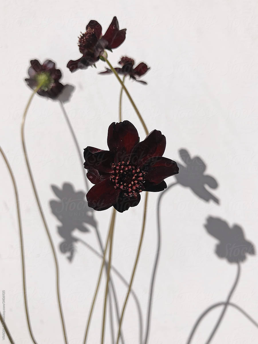 Dark burgundy flowers