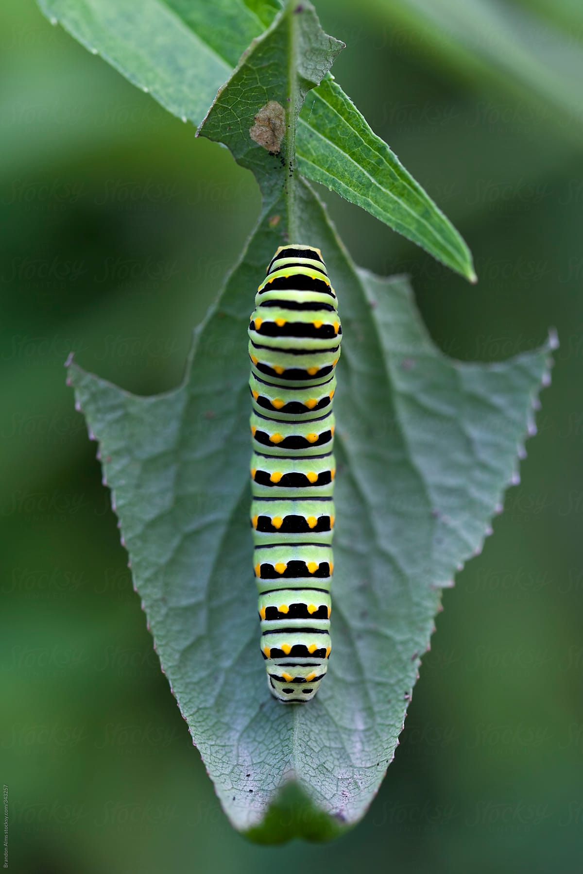 Black Swallowtail Caterpillar Macro on a Leaf by Brandon Alms