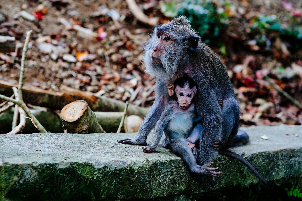 Wild monkey with baby playing in temple forest in Bali
