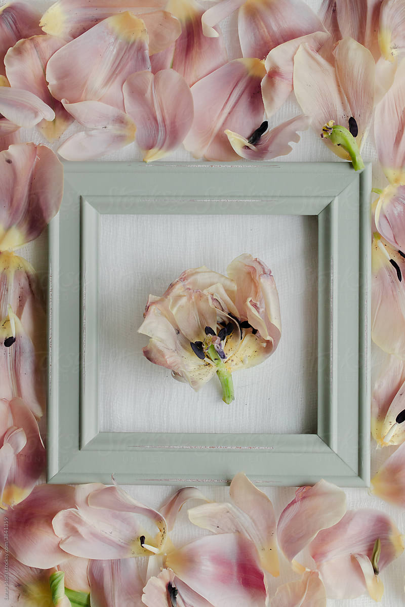 Framed flower and petals flatlay