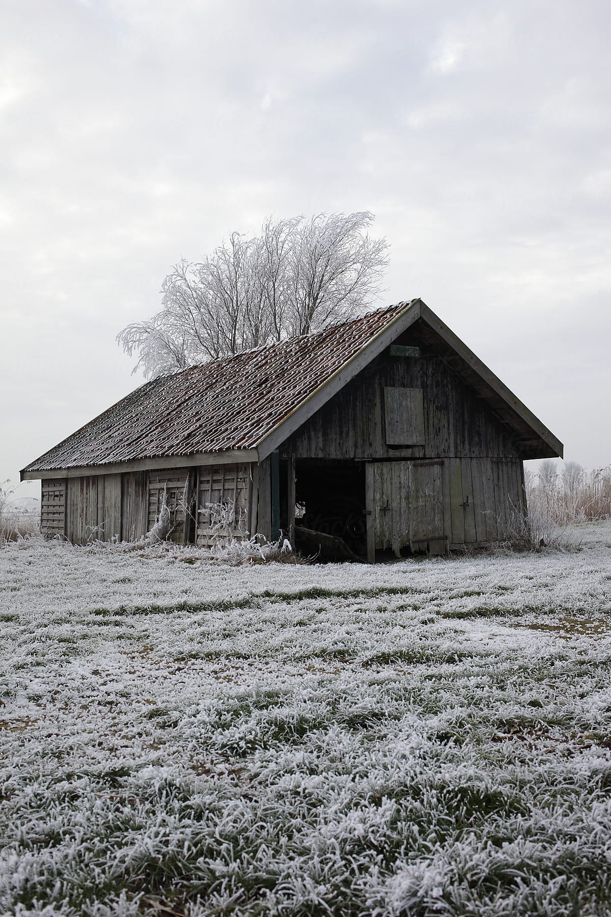 Rustic old barn in frozen field in winter