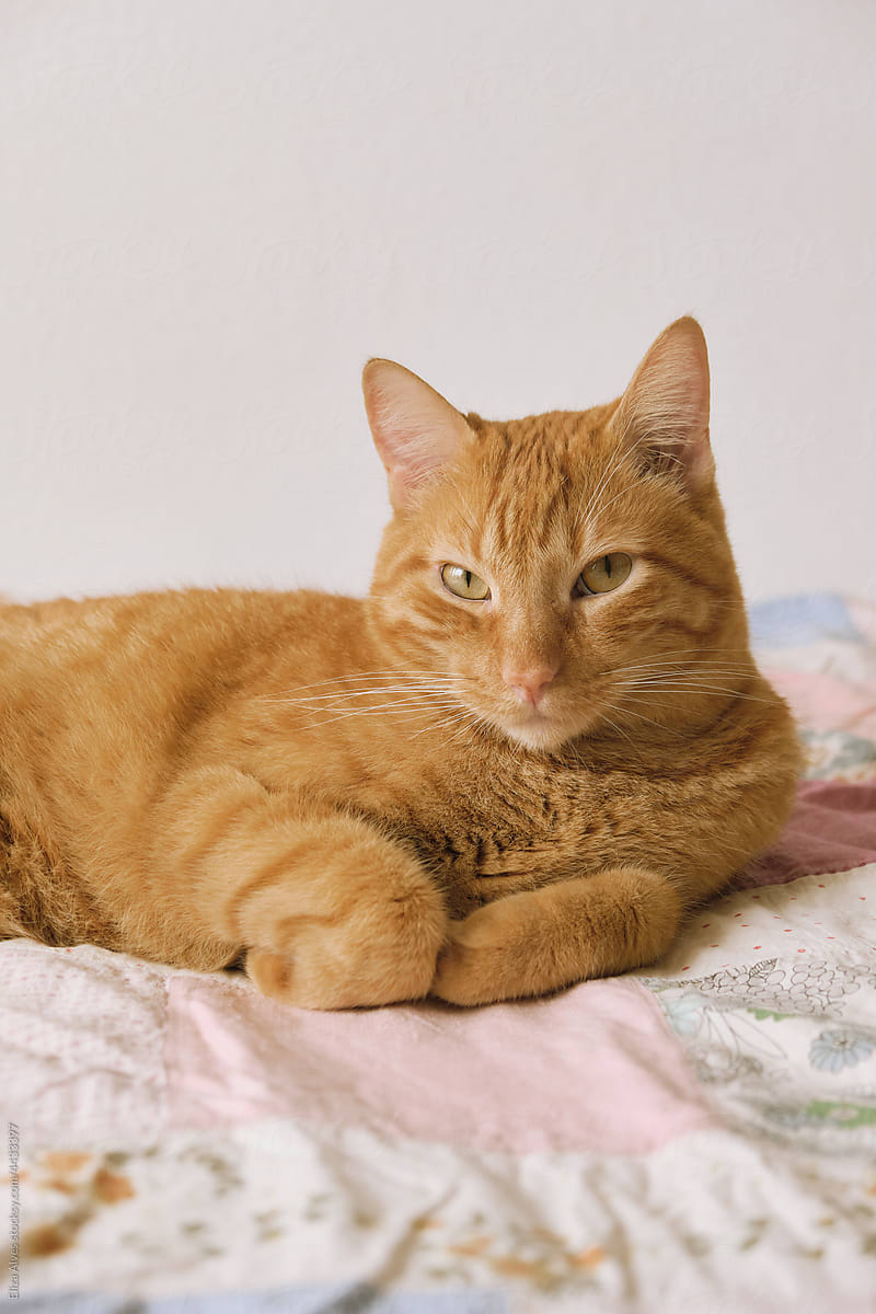Orange cute cat in bed