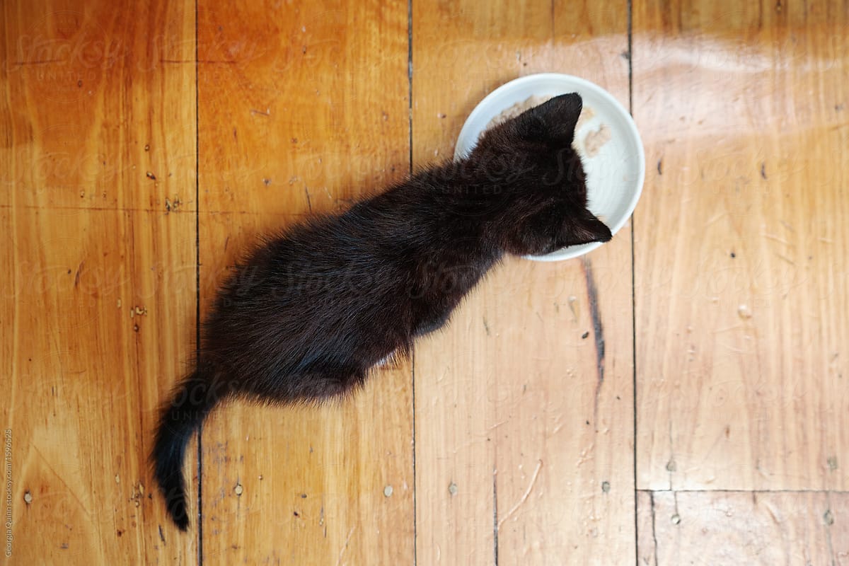 Black Kitten Feeding