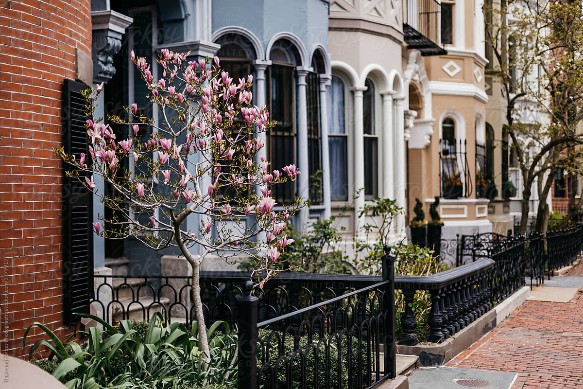 Boston Brownstones Architecture  with Sidewalk and magnolia tree bloom
