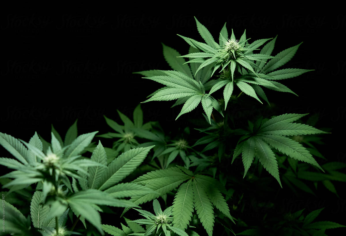 indoor cannabis plant