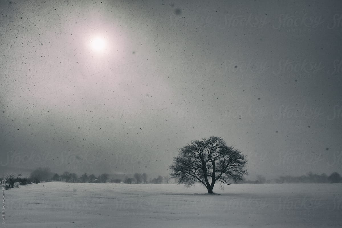 Lonely Tree in the Winter