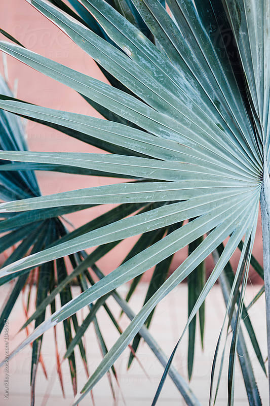 Palm Leaf on Pink Wall
