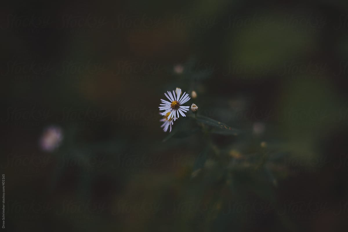 A small white wild flower with blurry background