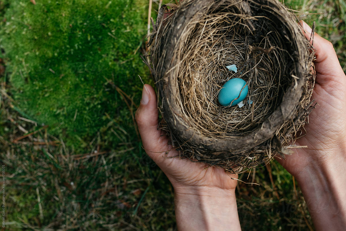 Woman\'s hands holding an American robin nest with one egg