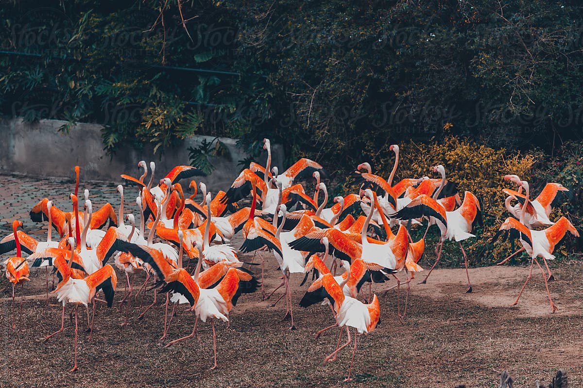 flamingos dancing