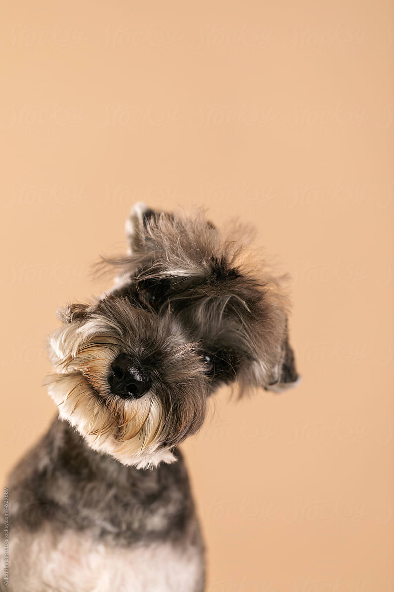 Cute Schnauzer dog portrait