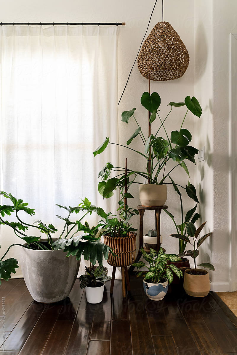 An decorated living room corner with plants