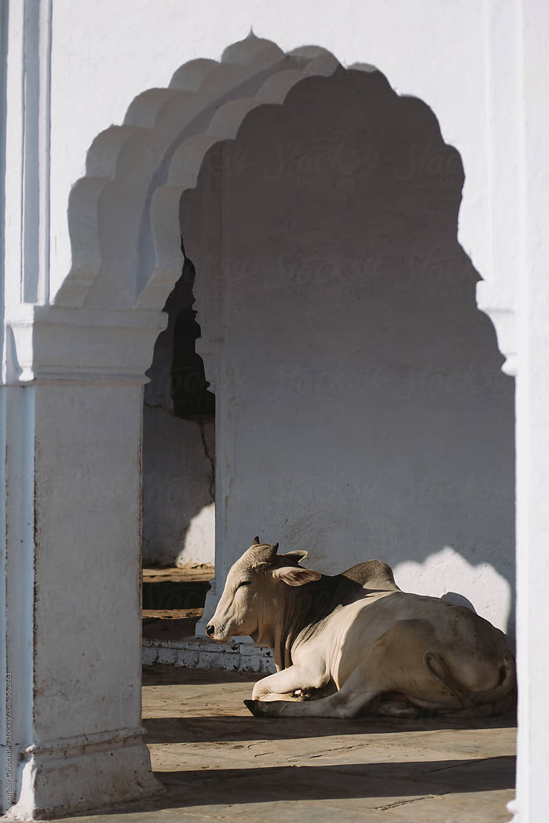 Indian Cow Inside Archways