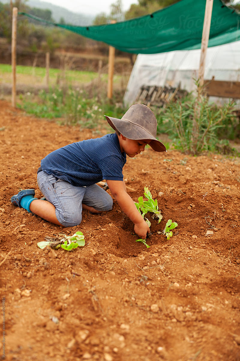 kid planting lettuce