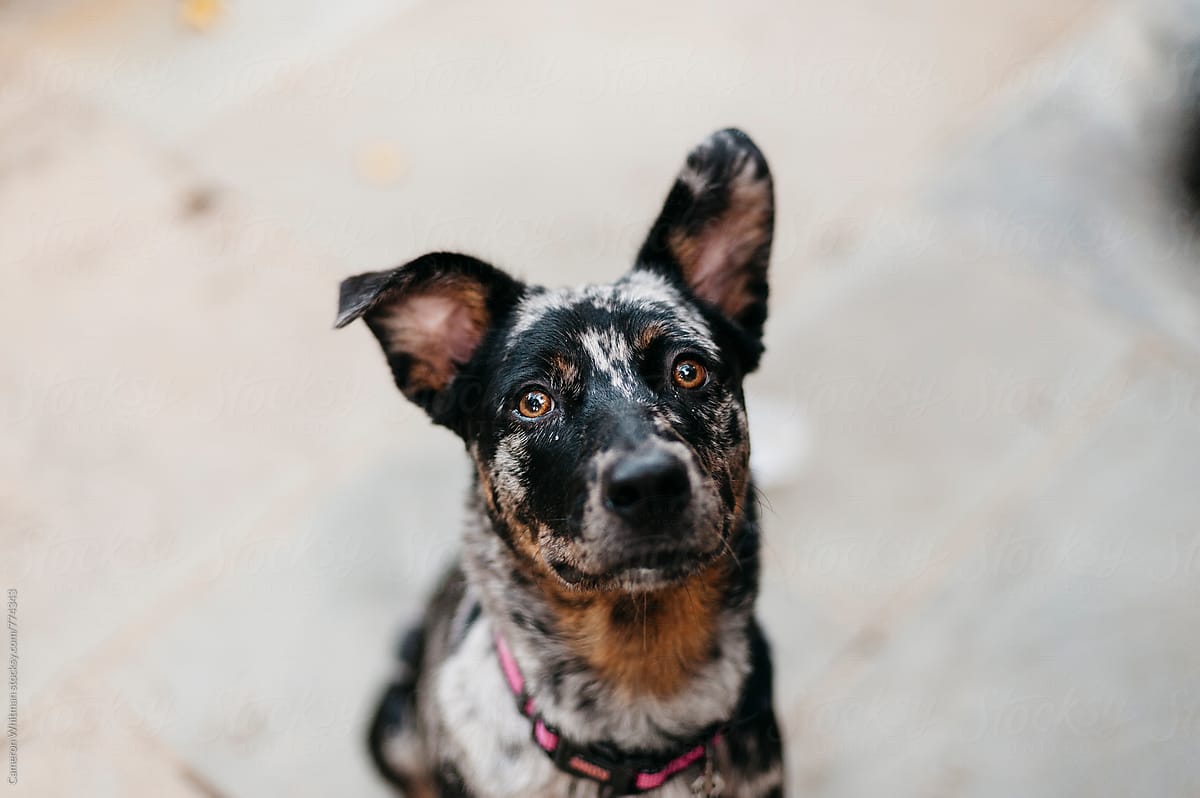 Curious Dog Portrait