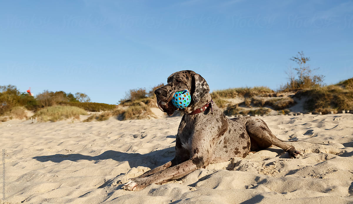 Senior gray dog with toy in mouth resting on sand shore in sunny day