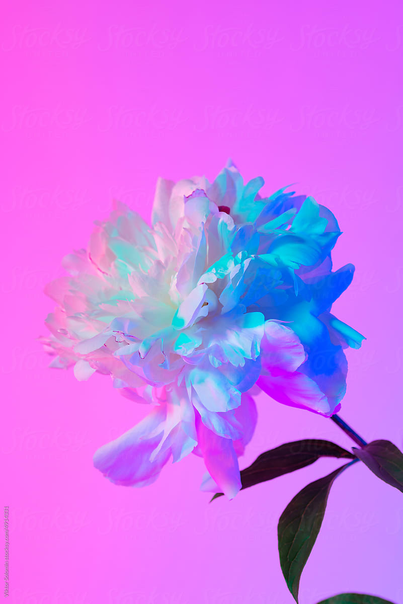 Bright blooming flowers in blue studio