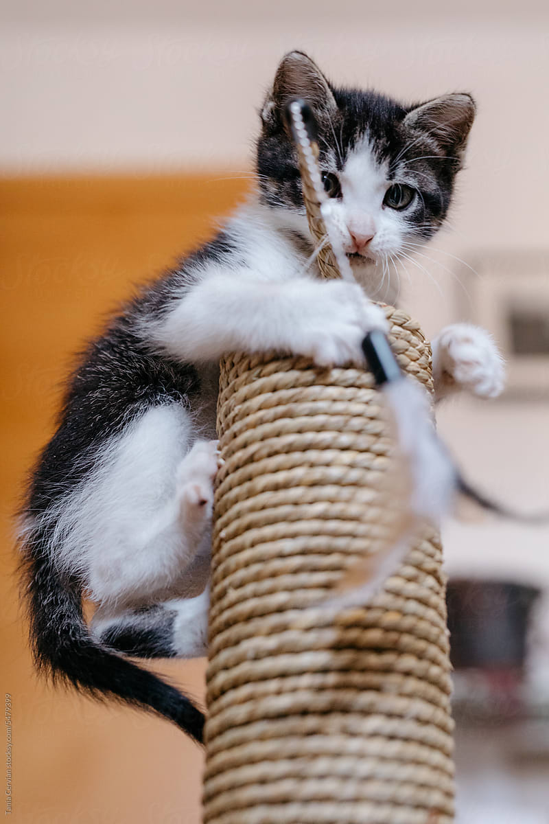 Little kitten climbed on a scratching post