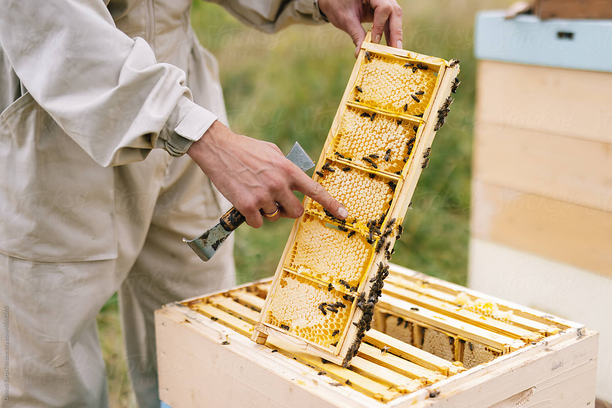 Anonymous beekeeper honeycomb equipment